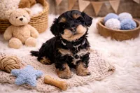 🖤🖤 Cody 🖤🖤, a male Poodle - Toy  and Morkie for sale in Sterling Heights, MI – Photo 1 of 3