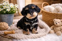 🖤🖤 Cody 🖤🖤, a male Poodle - Toy  and Morkie for sale in Sterling Heights, MI – Photo 3 of 3