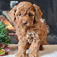 🌸🌸 Tammy 🌸🌸, a female Cavapoo for sale in Eastpointe, MI – 2 of 4