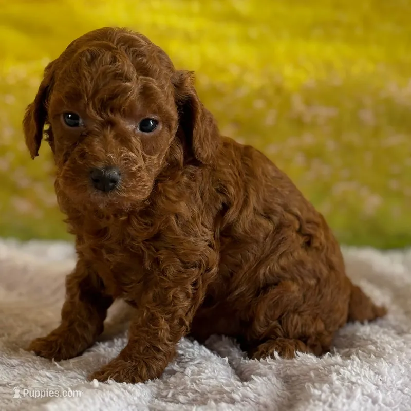🐬🐬 Finn 🐬🐬 – Poodle - Miniature  puppy for sale in Eastpointe, MI