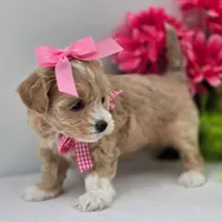 🩷🩷 Kia 🩷🩷, a female Maltipoo for sale in Eastpointe, MI – 3 of 4