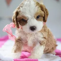🩷🩷 Lilly 🩷🩷, a female Cavapoo for sale in Eastpointe, MI – 4 of 4