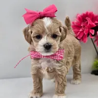 🌸🌸 Luna 🌸🌸, a female Maltipoo for sale in Eastpointe, MI – 4 of 4