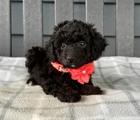 🩷🩷 Lilly 🩷🩷, a female Cockapoo for sale in Eastpointe, MI – 2 of 3