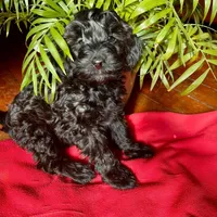 🖤🖤 Alan 🖤🖤, a male Poodle - Toy  for sale in Sterling Heights, MI – Photo 2 of 2