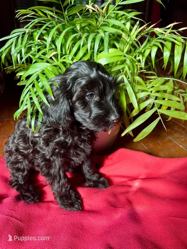 🖤🖤 Alan 🖤🖤