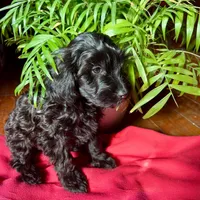 🖤🖤 Alan 🖤🖤, a male Poodle - Toy  for sale in Sterling Heights, MI – Photo 1 of 2