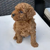 🐶🐶 Lucas 🐶🐶, a male Poodle - Miniature  for sale in Eastpointe, MI – 4 of 4