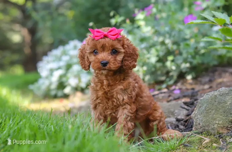 🩷🩷 Luna 🩷🩷 – Cavapoo puppy for sale in Eastpointe, MI