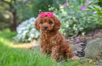 🩷🩷 Luna 🩷🩷, a female Cavapoo for sale in Eastpointe, MI – 1 of 2