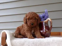 🐬🐬 Chandler 🐬🐬, a male Poodle - Miniature  for sale in Eastpointe, MI – Photo 2 of 2