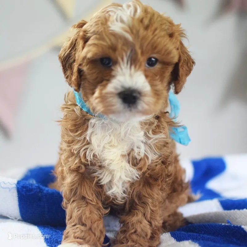 🩵🩵 Finx 🩵🩵 – Cavapoo puppy for sale in Eastpointe, MI
