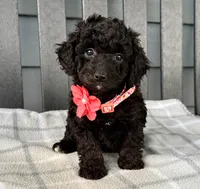 🩷🩷 Lilly 🩷🩷, a female Cockapoo for sale in Eastpointe, MI – 3 of 3