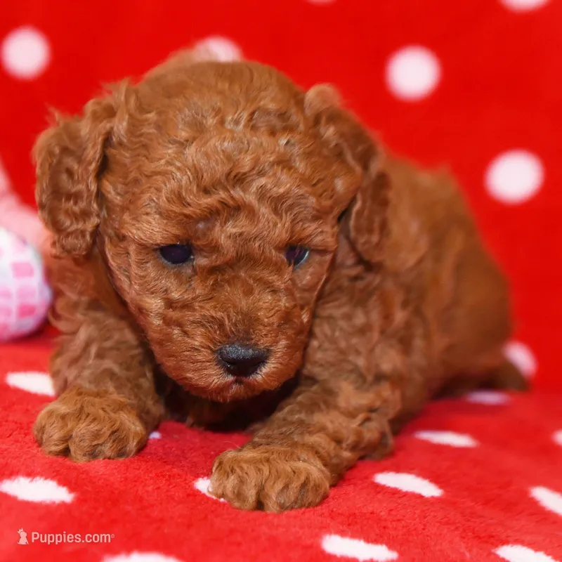 🌸🌸 Jewel🌸🌸 – Poodle - Toy  puppy for sale in Eastpointe, MI