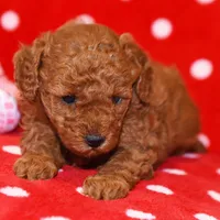 🌸🌸 Jewel🌸🌸, a female Poodle - Toy  for sale in Eastpointe, MI – 1 of 2