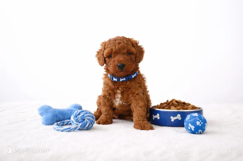 🐬🐬 CHANDLER 🐬🐬 – Poodle - Miniature  puppy for sale in Eastpointe, MI