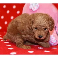 🐬🐬 MASON 🐬🐬, a male Poodle - Toy  for sale in Eastpointe, MI – 2 of 2