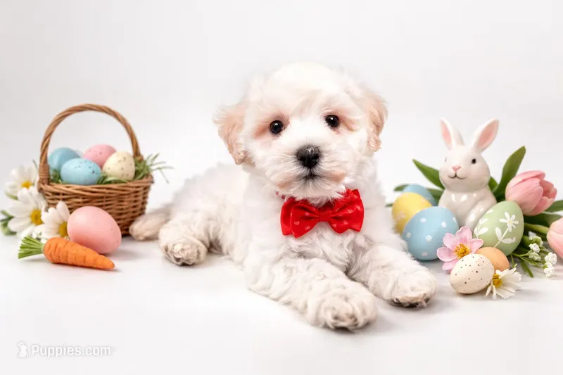 🐙🐙 Hans 🐙🐙, a male Maltipoo for sale in Sterling Heights, MI – Photo 1 of 1