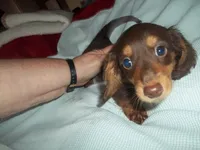 Christie, a female Miniature Dachshund for sale in Louisville, IL – Photo 2 of 2