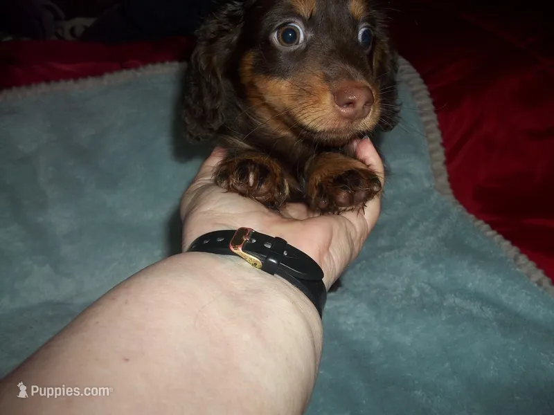 Jack – Miniature Dachshund puppy for sale in Louisville, IL