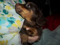 Jack, a male Miniature Dachshund for sale in Louisville, IL – Photo 2 of 3