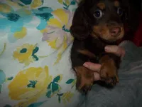 Jack, a male Miniature Dachshund for sale in Louisville, IL – Photo 3 of 3