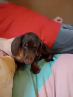 Rollo, a female Dachshund for sale in Louisville, IL – Photo 3 of 3