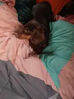 Rollo, a female Dachshund for sale in Louisville, IL – Photo 2 of 3