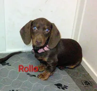 Rollo, a female Dachshund for sale in Louisville, IL – Photo 1 of 3