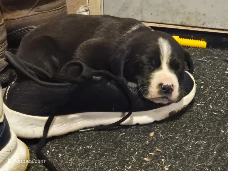 Labrador  – American Pit Bull Terrier, Labrador Retriever puppy for sale in Freeport, IL