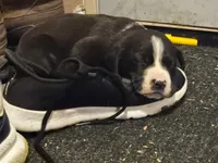 Labrador , a male American Pit Bull Terrier and Labrador Retriever for sale in Freeport, IL – 1 of 4