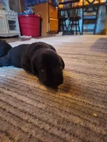 Labrador puppy, a female Labrador Retriever for sale in Freeport, IL – 2 of 6