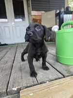 Pit bull Labrador , a female American Pit Bull Terrier and Labrador Retriever for sale in Freeport, IL – 3 of 5