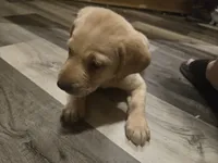 Labrador puppy, a female Labrador Retriever for sale in Freeport, IL – 4 of 4