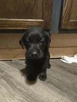 Labrador puppy, a female Labrador Retriever for sale in Freeport, IL – 4 of 6