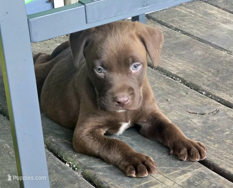 Labrador  – American Pit Bull Terrier, Labrador Retriever puppy for sale in Freeport, IL