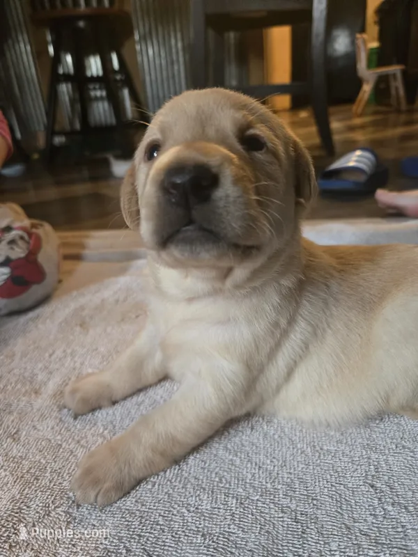 Labrador puppy – Labrador Retriever puppy for sale in Freeport, IL