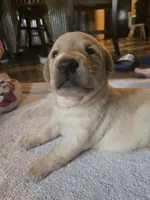 Labrador puppy, a female Labrador Retriever for sale in Freeport, IL – 1 of 4