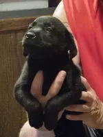Labrador puppy, a male Labrador Retriever for sale in Freeport, IL – 5 of 5