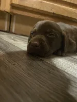 Labrador puppy, a male Labrador Retriever for sale in Freeport, IL – 3 of 3