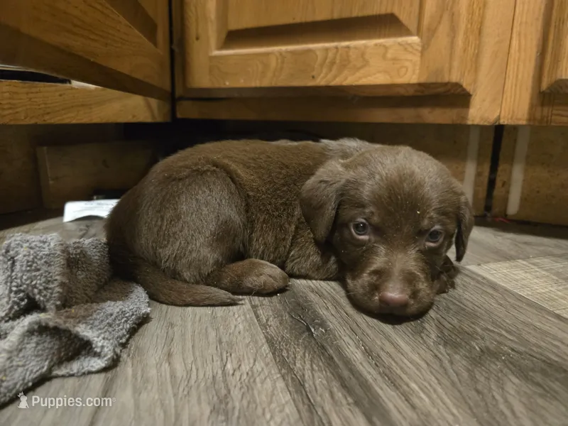 Labrador puppy – Labrador Retriever puppy for sale in Freeport, IL