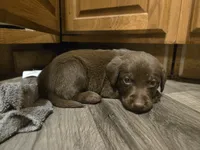 Labrador puppy, a male Labrador Retriever for sale in Freeport, IL – 1 of 3