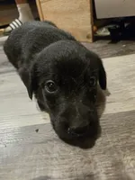 Labrador puppy, a male Labrador Retriever for sale in Freeport, IL – 2 of 3