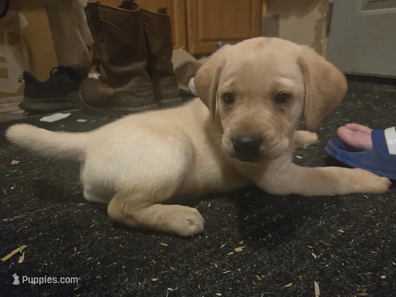 Labrador puppy, a female Labrador Retriever for sale in Freeport, IL – 1 of 4