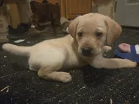 Labrador puppy, a female Labrador Retriever for sale in Freeport, IL – 1 of 4