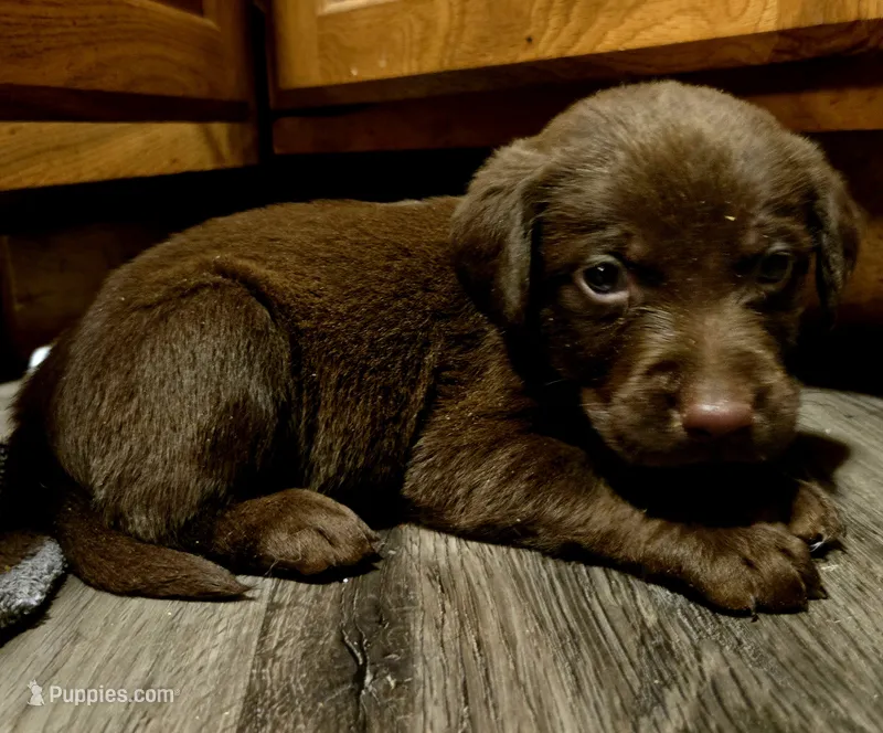 Labrador puppy – Labrador Retriever puppy for sale in Freeport, IL