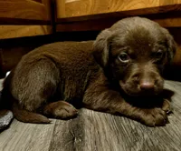 Labrador puppy, a female Labrador Retriever for sale in Freeport, IL – 1 of 5