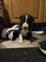 Labrador , a male American Pit Bull Terrier and Labrador Retriever for sale in Freeport, IL – 3 of 4