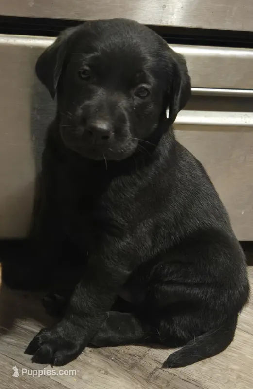 Labrador puppy – Labrador Retriever puppy for sale in Freeport, IL