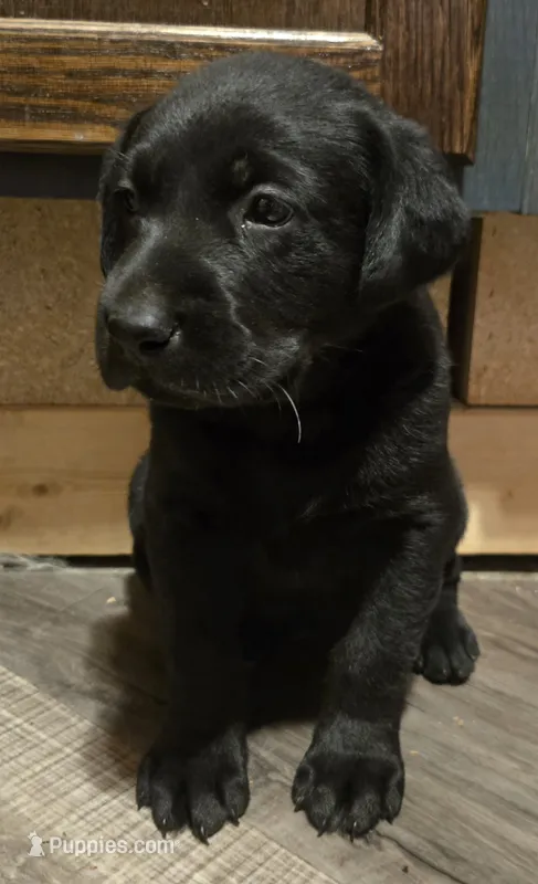 Labrador puppy, a female Labrador Retriever for sale in Freeport, IL – 1 of 3